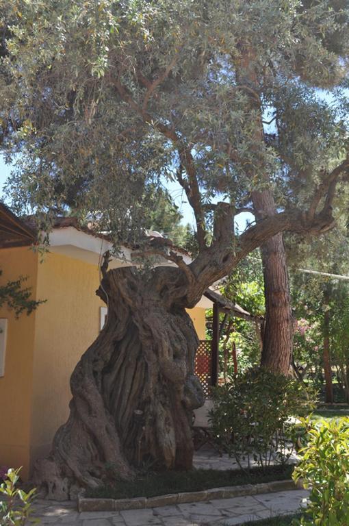 Lysistrata Bungalows Potos Exterior foto